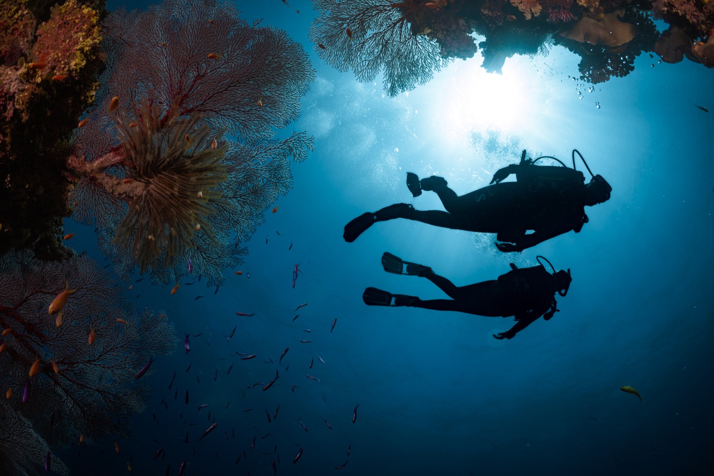 Master Scuba Diver